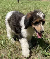 Remi, a male Poodle - Standard  for sale in Malvern, AR – 4 of 10