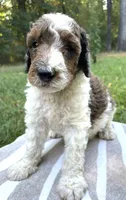 Pascal, a male Poodle - Standard  for sale in Malvern, AR – 5 of 7