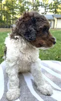 Pascal, a male Poodle - Standard  for sale in Malvern, AR – 6 of 7