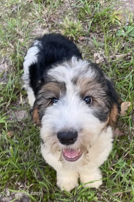 Bunny – Aussiedoodle puppy for sale in Malvern, AR