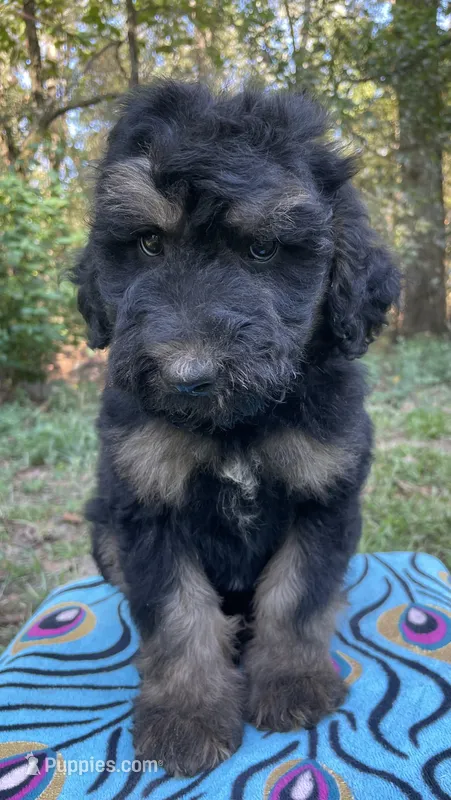 Leo – Soft Coated Wheaten Terrier, Poodle - Standard  puppy for sale in Malvern, AR