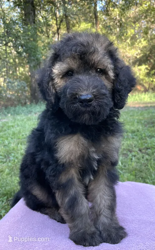 Juliet – Soft Coated Wheaten Terrier, Poodle - Standard  puppy for sale in Malvern, AR