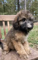 Raphael, a male Soft Coated Wheaten Terrier and Poodle - Standard  for sale in Malvern, AR – 7 of 8