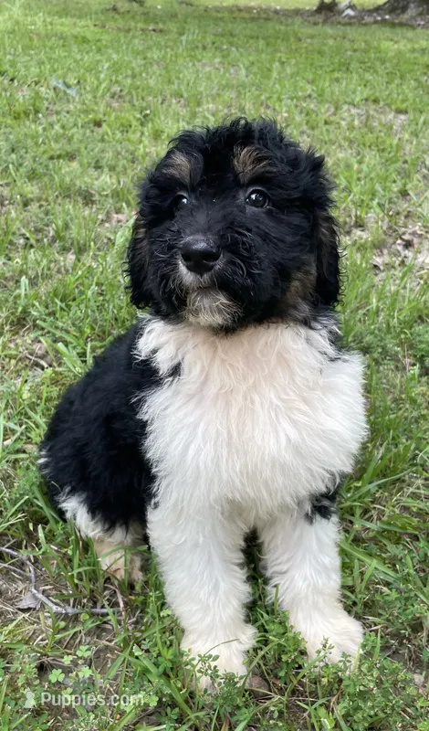 Dolly – Aussiedoodle puppy for sale in Malvern, AR