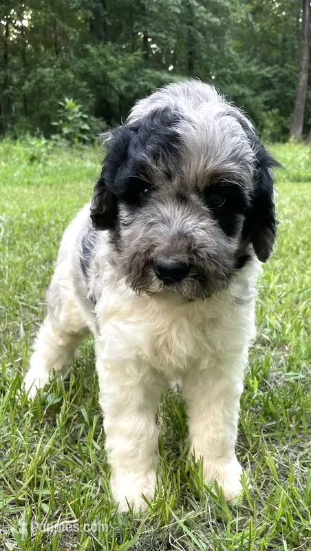 Gene – Aussiedoodle puppy for sale in Malvern, AR