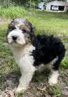 Bunny, a female Aussiedoodle for sale in Malvern, AR – 8 of 8