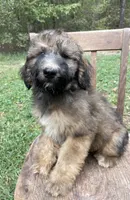 Raphael, a male Soft Coated Wheaten Terrier and Poodle - Standard  for sale in Malvern, AR – 4 of 8