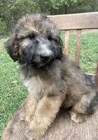 Raphael, a male Soft Coated Wheaten Terrier and Poodle - Standard  for sale in Malvern, AR – 6 of 8