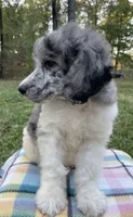 Jules, a male Poodle - Standard  for sale in Malvern, AR – 3 of 10