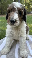 Pascal, a male Poodle - Standard  for sale in Malvern, AR – 4 of 7