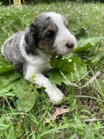 Johnny, a male Aussiedoodle for sale in Malvern, AR – 7 of 8