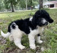Mulberry , a female Aussiedoodle for sale in Malvern, AR – 3 of 4