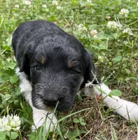 Dolly, a female Aussiedoodle for sale in Malvern, AR – 4 of 4