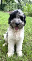 Gene, a male Aussiedoodle for sale in Malvern, AR – 2 of 6