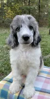 Jules, a male Poodle - Standard  for sale in Malvern, AR – 8 of 10