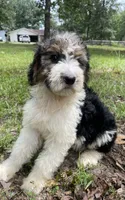 Bunny, a female Aussiedoodle for sale in Malvern, AR – 5 of 8