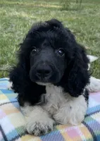 Hugo, a male Poodle - Standard  for sale in Malvern, AR – 8 of 9
