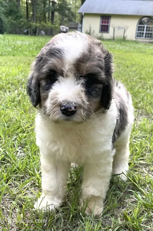 Johnny – Aussiedoodle puppy for sale in Malvern, AR