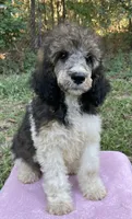 Paris, a female Poodle - Standard  for sale in Malvern, AR – 3 of 6