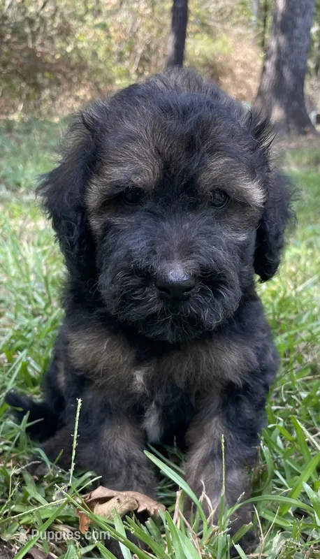 Juliet – Soft Coated Wheaten Terrier, Poodle - Standard  puppy for sale in Malvern, AR