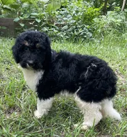 Dolly, a female Aussiedoodle for sale in Malvern, AR – 7 of 7