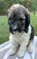 Paris, a female Poodle - Standard  for sale in Malvern, AR – 3 of 3
