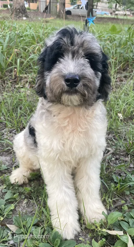 Gene – Aussiedoodle puppy for sale in Malvern, AR