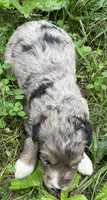 Nita, a female Aussiedoodle for sale in Malvern, AR – 4 of 4