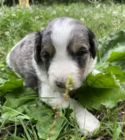 Johnny, a male Aussiedoodle for sale in Malvern, AR – 3 of 8
