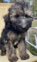 Juliet, a female Soft Coated Wheaten Terrier and Poodle - Standard  for sale in Malvern, AR – 6 of 7