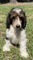 Remi, a male Poodle - Standard  for sale in Malvern, AR – 6 of 10