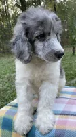 Jules, a male Poodle - Standard  for sale in Malvern, AR – 6 of 10
