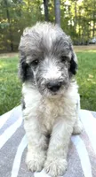 Jules, a male Poodle - Standard  for sale in Malvern, AR – 4 of 7
