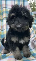 Leo, a male Soft Coated Wheaten Terrier and Poodle - Standard  for sale in Malvern, AR – 3 of 7