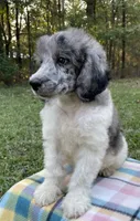 Jules, a male Poodle - Standard  for sale in Malvern, AR – 7 of 10