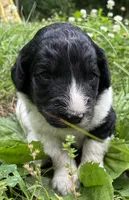 Mulberry , a female Aussiedoodle for sale in Malvern, AR – 5 of 8
