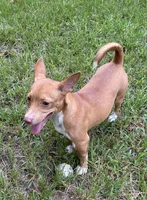 Tawny, a female Rat Terrier for sale in Malvern, AR – 2 of 3