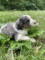 Johnny, a male Aussiedoodle for sale in Malvern, AR – 8 of 8