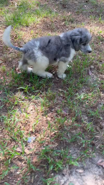 Jules, a male Poodle - Standard  for sale in Malvern, AR – 9 of 10