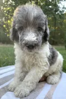 Jules, a male Poodle - Standard  for sale in Malvern, AR – 6 of 7