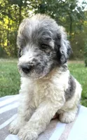 Jules, a male Poodle - Standard  for sale in Malvern, AR – 5 of 7
