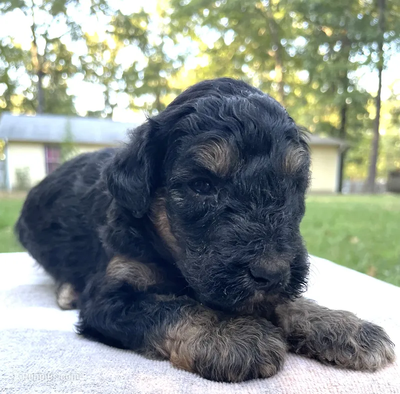 Leo – Poodle - Standard  puppy for sale in Malvern, AR