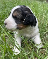 Bunny, a female Aussiedoodle for sale in Malvern, AR – 7 of 7