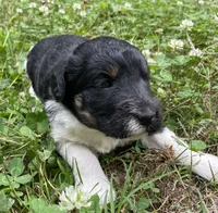 Dolly, a female Aussiedoodle for sale in Malvern, AR – 3 of 4