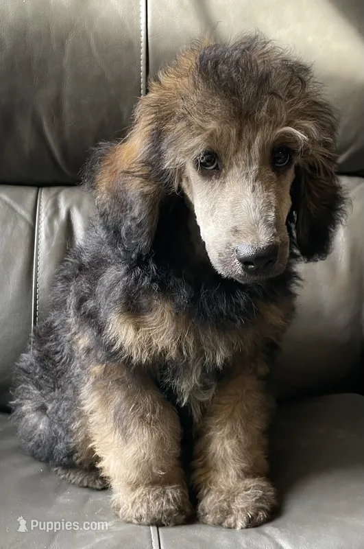 Gloria – Poodle - Standard  puppy for sale in Malvern, AR