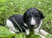 Mulberry , a female Aussiedoodle for sale in Malvern, AR – 6 of 8