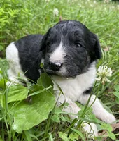 Mulberry , a female Aussiedoodle for sale in Malvern, AR – 3 of 8