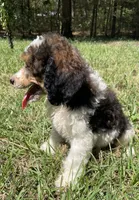 Remi, a male Poodle - Standard  for sale in Malvern, AR – 3 of 10