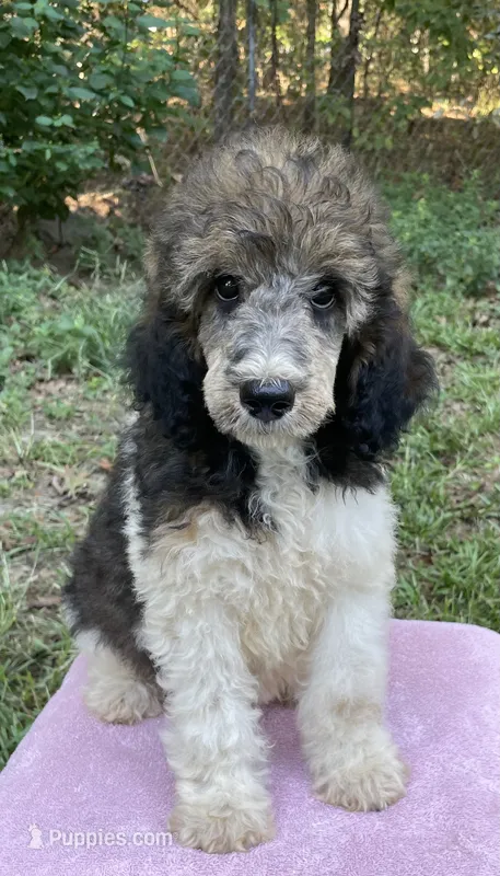 Paris – Poodle - Standard  puppy for sale in Malvern, AR