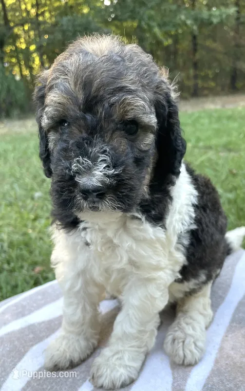 Paris – Poodle - Standard  puppy for sale in Malvern, AR